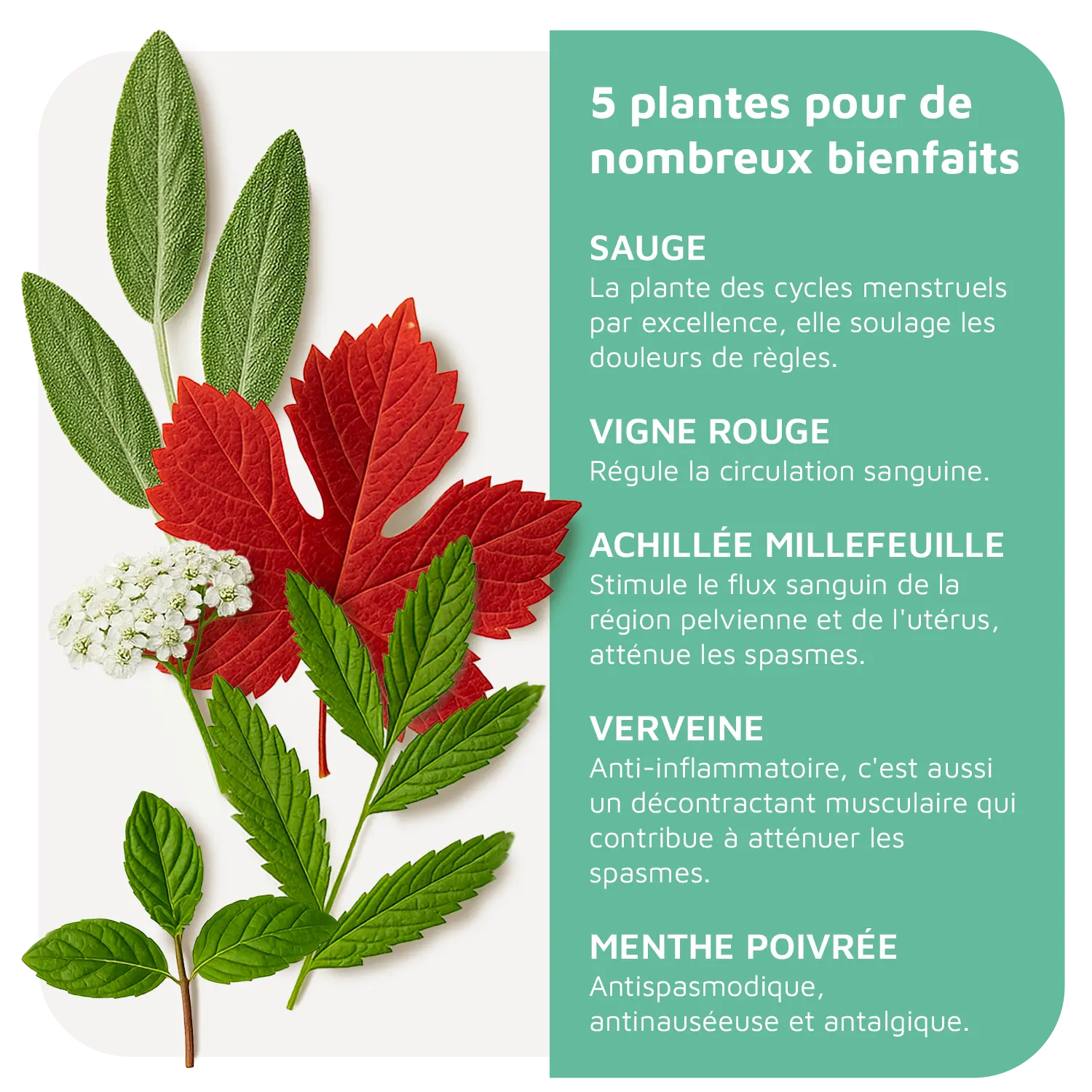 Détail des plantes et de leurs bienfaits de L’Infusion Luneale, tisane bio et naturelle pour soulager les douleurs menstruelles. Infusion apaisante et relaxante, idéale pour le bien-être féminin pendant le cycle menstruel et pour lutter contre les douleurs de règles et le spm