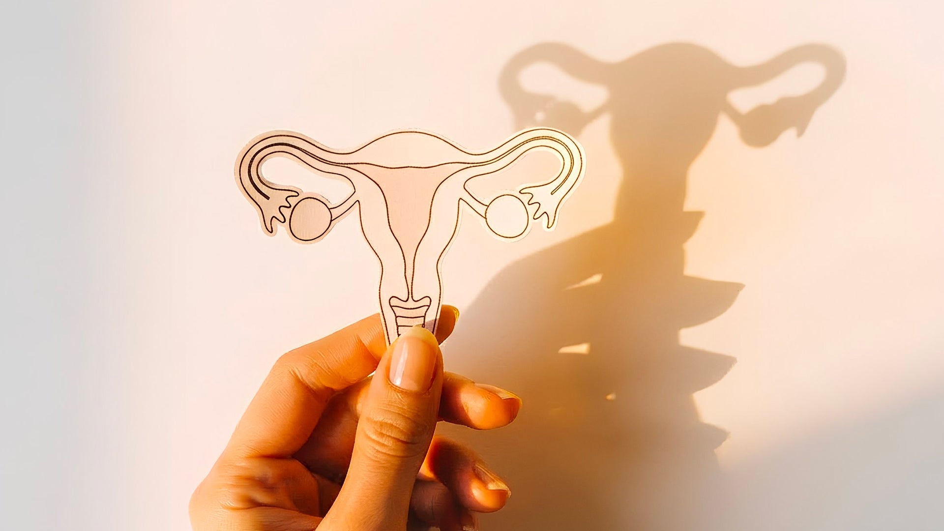 femme tenant dans sa main un schema de l'appareil reproducteur féminin illustrant un article sur l'anatomie intime et le vagin Image