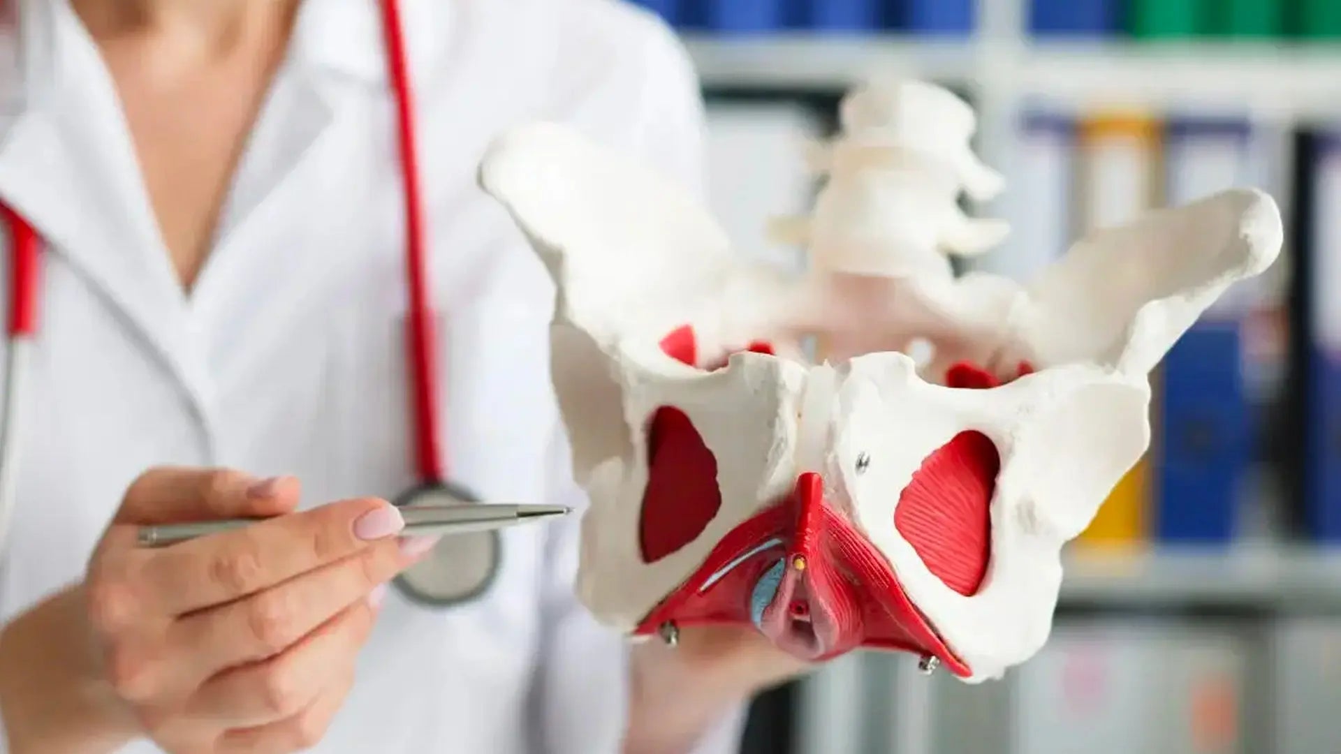 Modèle anatomique du bassin féminin et des muscles du périnée tenu par une professionnelle de santé Image