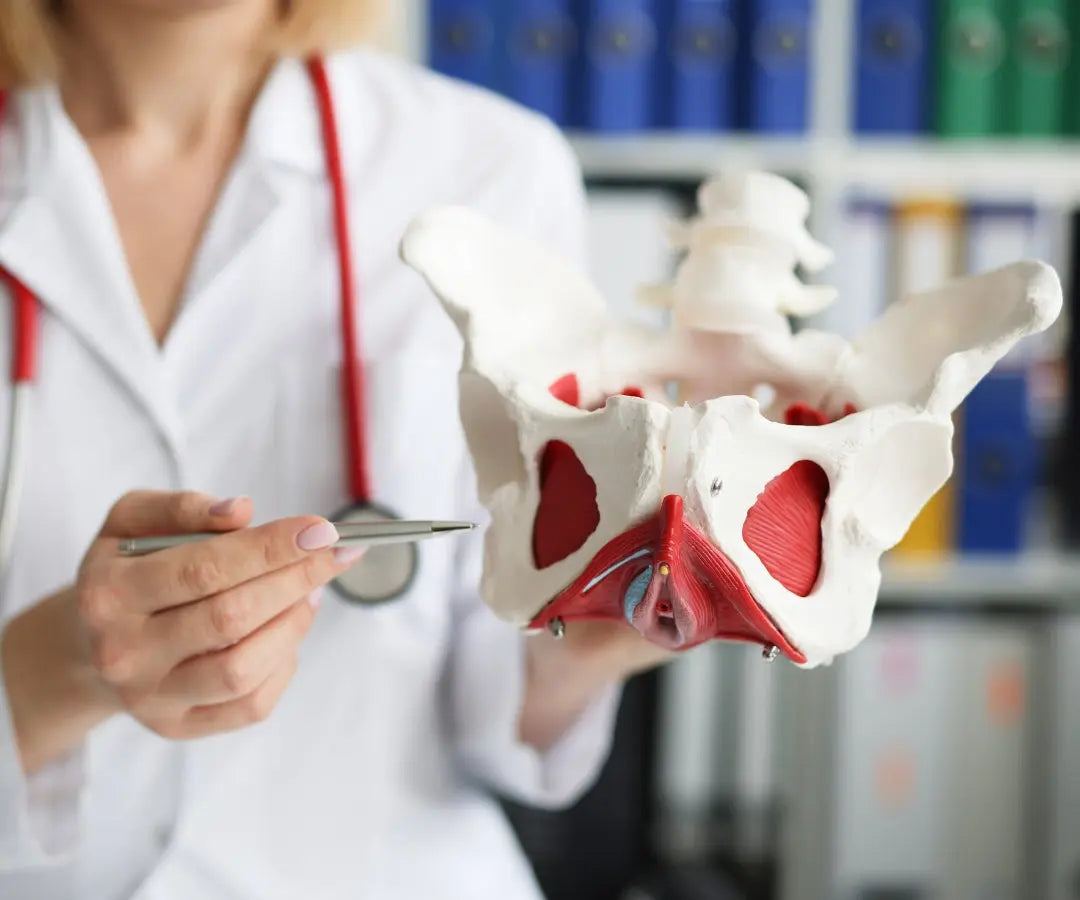 Tout sur le périnée : anatomie, fonction, comment le garder tonique - Luneale Imagen