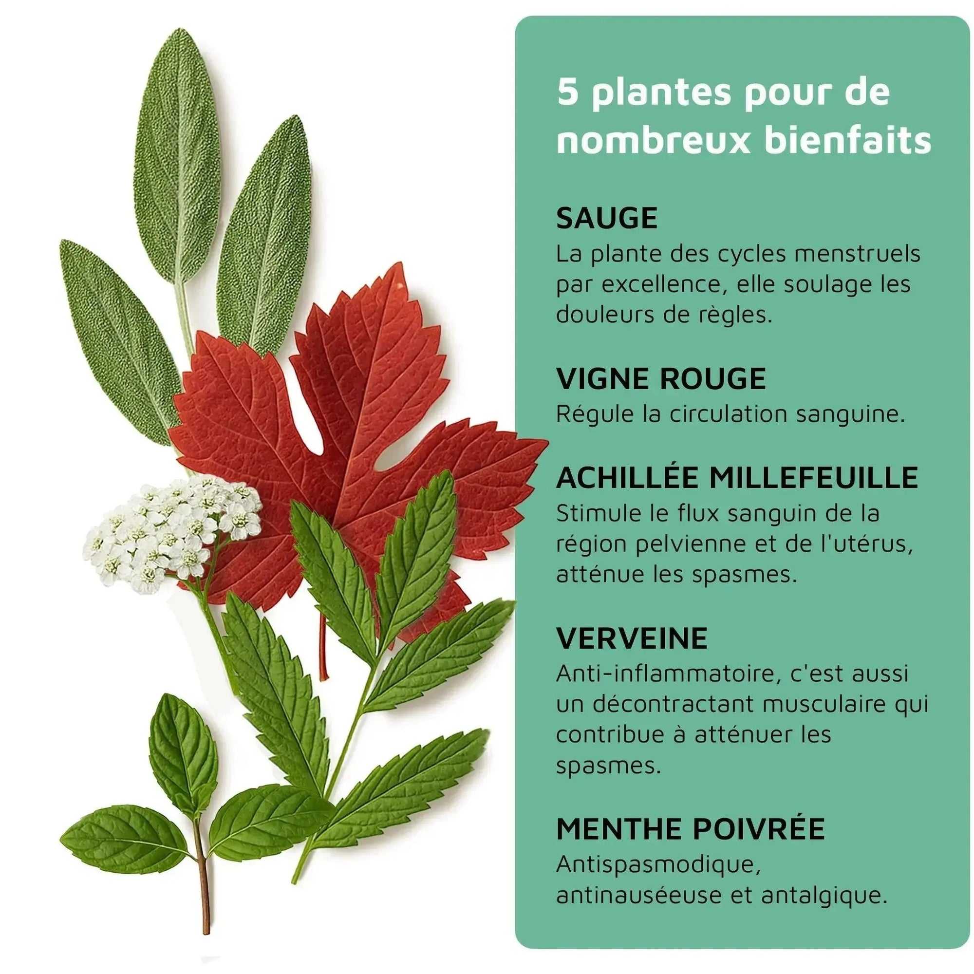 Pack Découverte Luneale