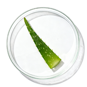 Aloe Vera Bio