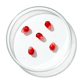 Extrait de graines de grenade