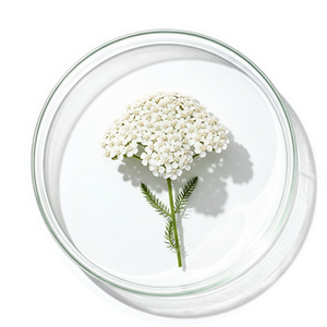 Achillée Millefeuille Bio