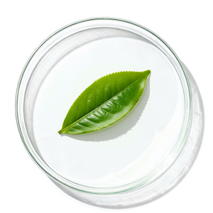 Extrait de thé vert