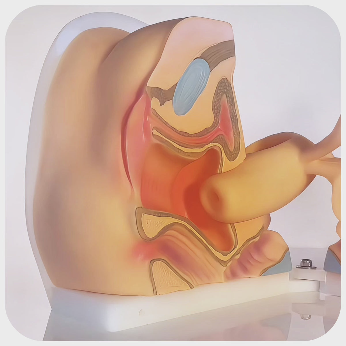 Luneale - Vidéo utilisation insertion et retrait de la cup menstruelle avec les 2 types de pliages